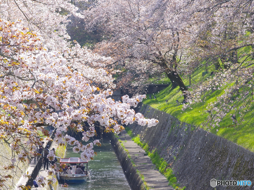 花舞い2（’22さくら紀行 琵琶湖疎水1）