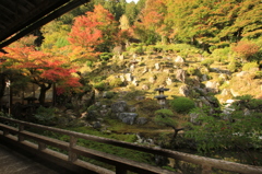 色づきはじめ（常照皇寺②）