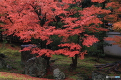 2017秋紅葉（相国寺2 開山堂）