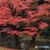 2017秋紅葉（相国寺2 開山堂）