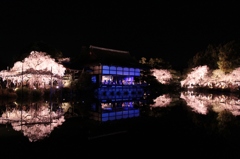 2014京都・桜13（平安神宮ライトアップ・東神苑）
