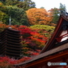 2018紅葉（談山神社4・神廟拝所越しに十三重塔を望む）