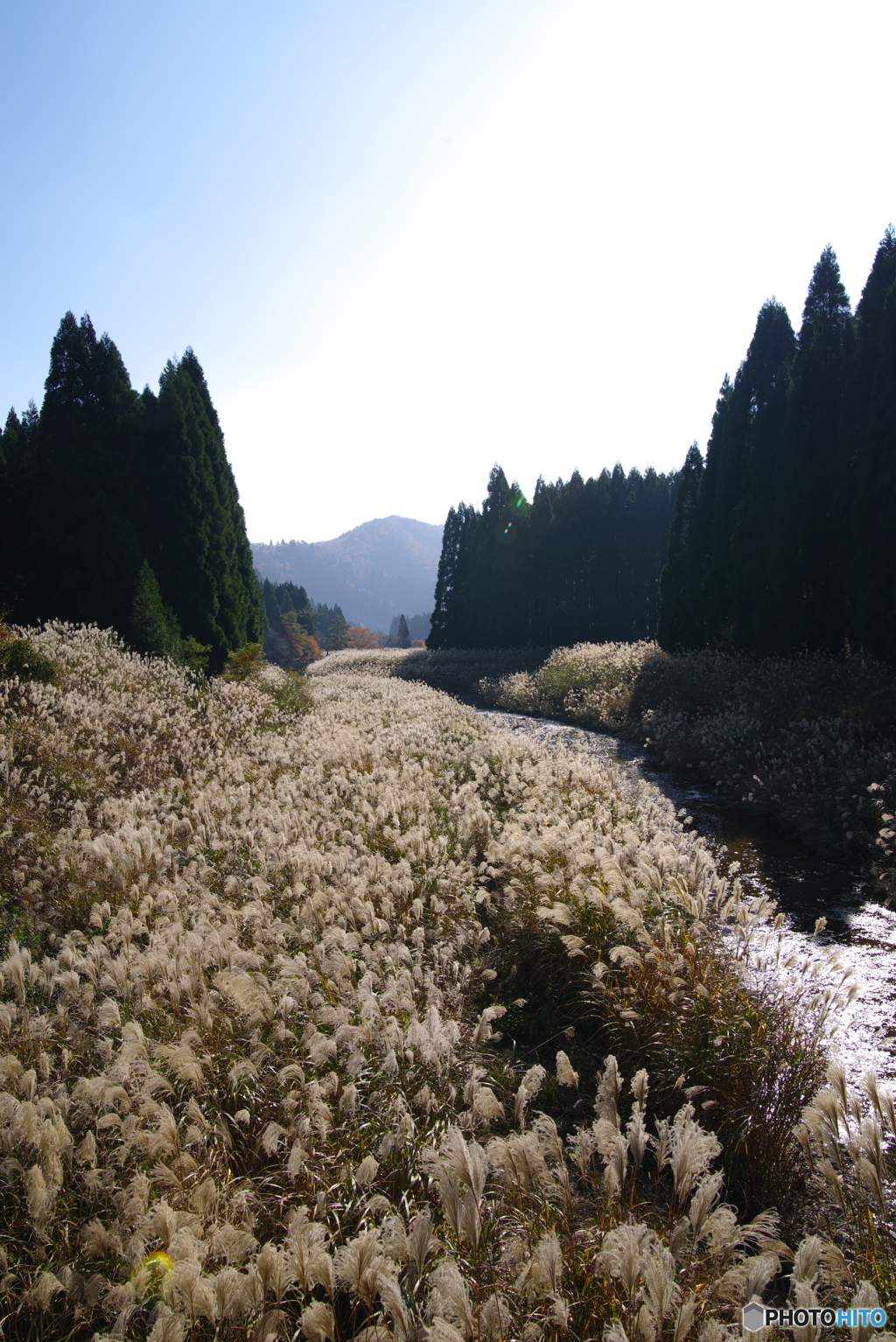 2018秋紀行（小入谷again・針畑川・芒）