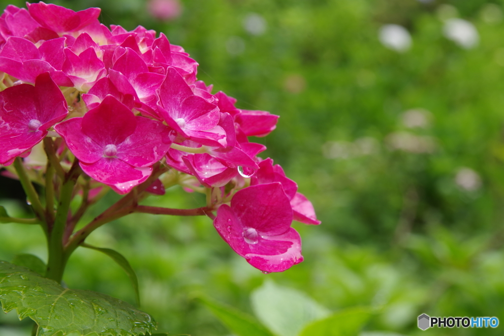 雨上がりの紫陽花2