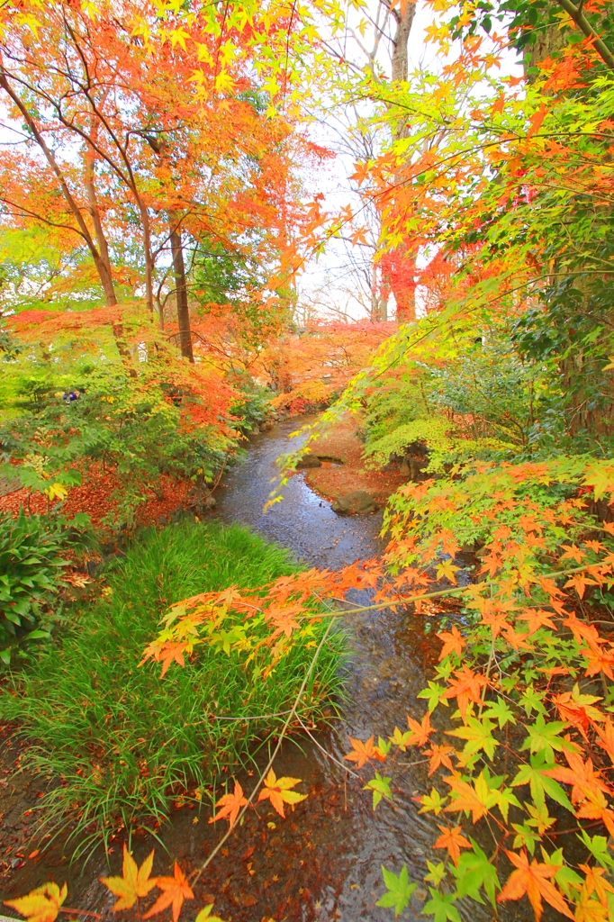 晩秋紅葉・京都家庭裁判所庭園②（庭園石橋より）