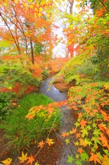 晩秋紅葉・京都家庭裁判所庭園②（庭園石橋より）