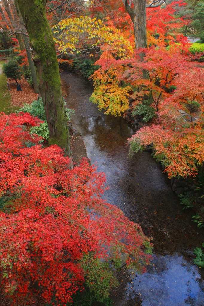 晩秋紅葉・京都家庭裁判所庭園③（２階渡り廊下より）