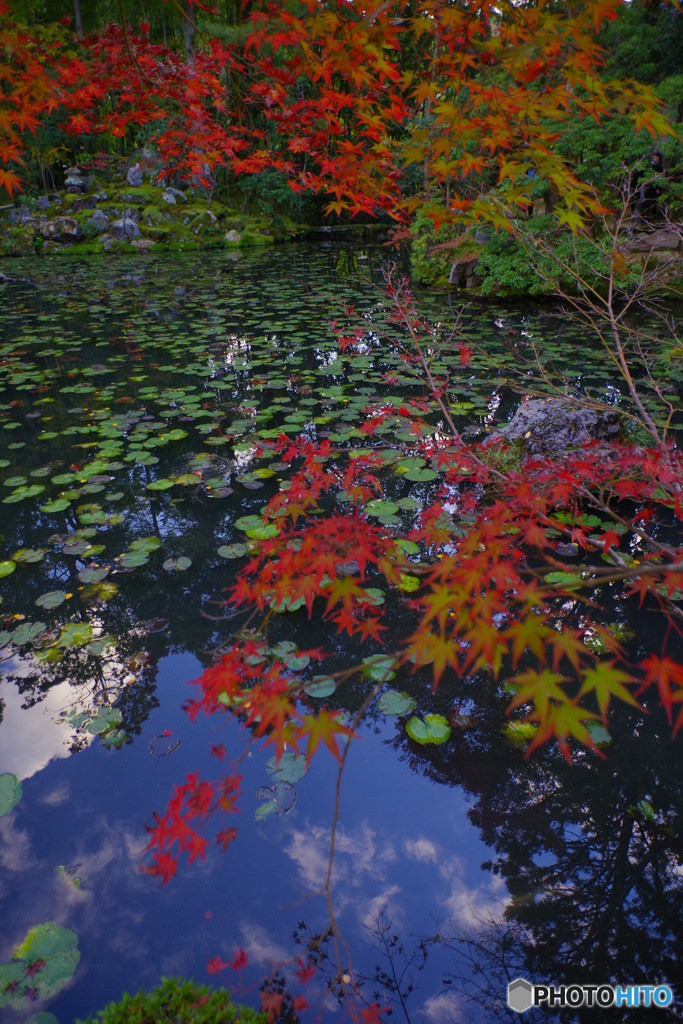 2021京の紅葉（天授庵4）