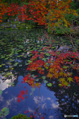 2021京の紅葉（天授庵4）