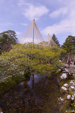 2月9日　金沢・雪（兼六園6）