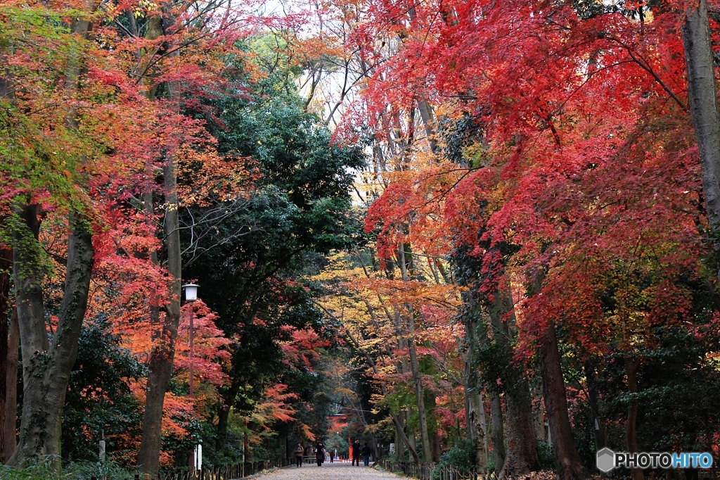 2015紅葉（下鴨神社・糺の森4）