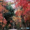2015紅葉（下鴨神社・糺の森4）
