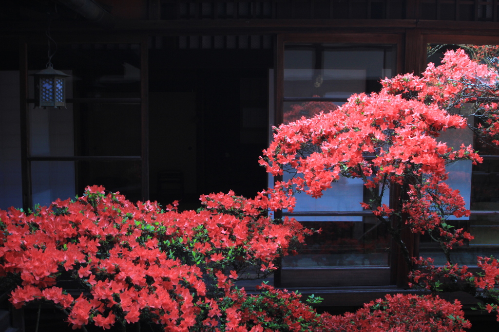 春景色（霧島ツツジ1）