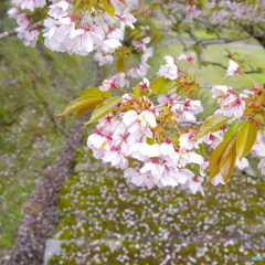 美山の桜
