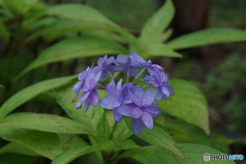 雨上がりの紫陽花4（美山八重紫）