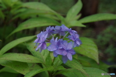 雨上がりの紫陽花4（美山八重紫）