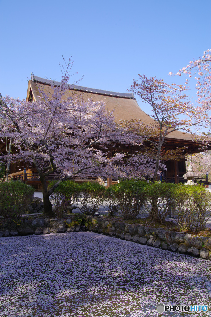 花筏（’22さくら紀行 三井寺4・金堂）