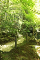 青もみじ(天授庵2)