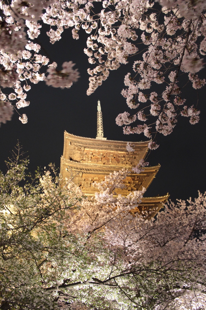 2014京都・桜　5（東寺）