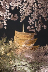 2014京都・桜 5(東寺)