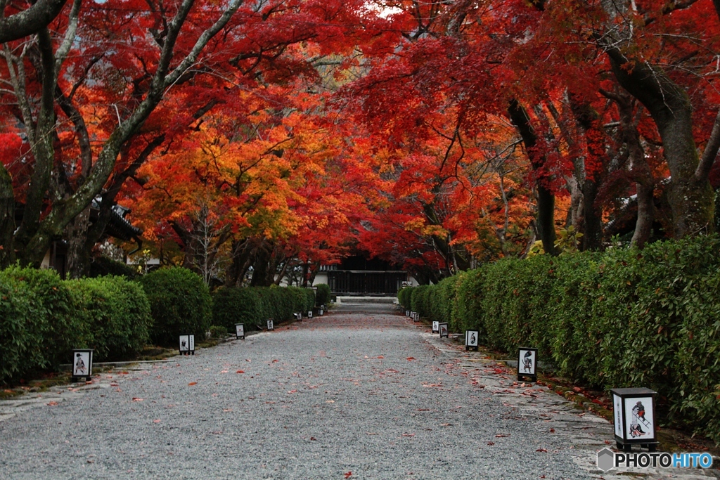 2019紅葉（西教寺）