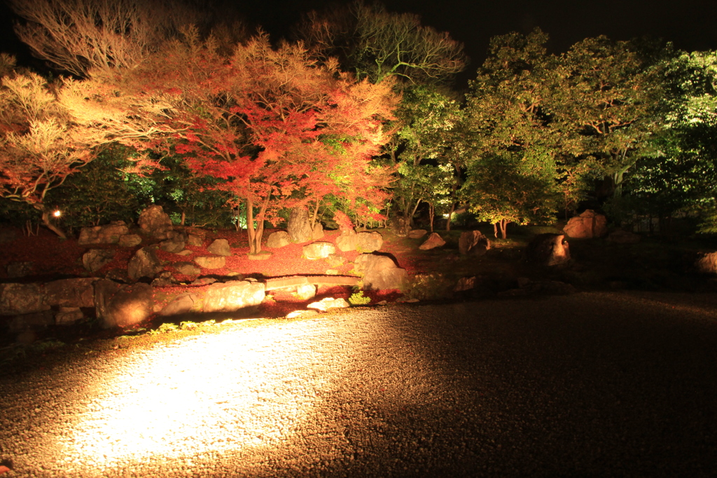 紅葉・圓徳院（ライトアップ北庭）