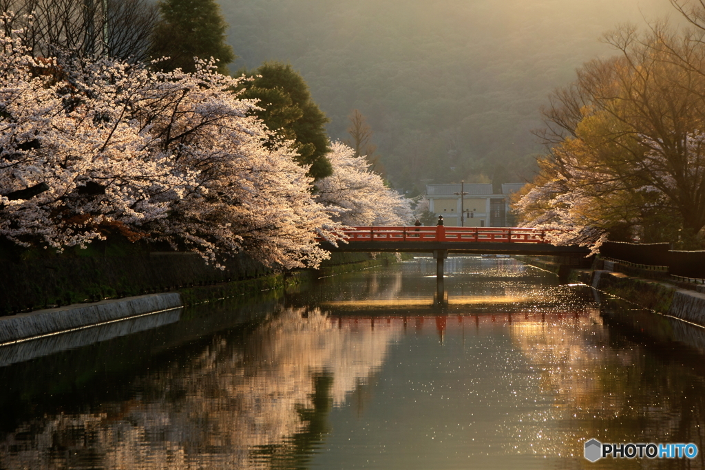 2018桜紀行（岡崎疎水）
