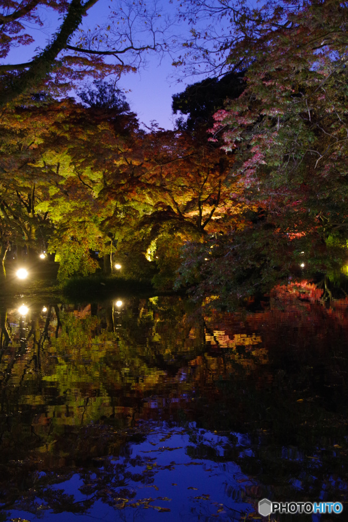 2021京の紅葉（京都府立植物園ライトアップ1）