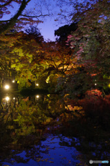 2021京の紅葉（京都府立植物園ライトアップ1）