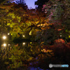 2021京の紅葉（京都府立植物園ライトアップ1）