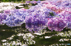 2019年プレイバック 7月 紫陽花