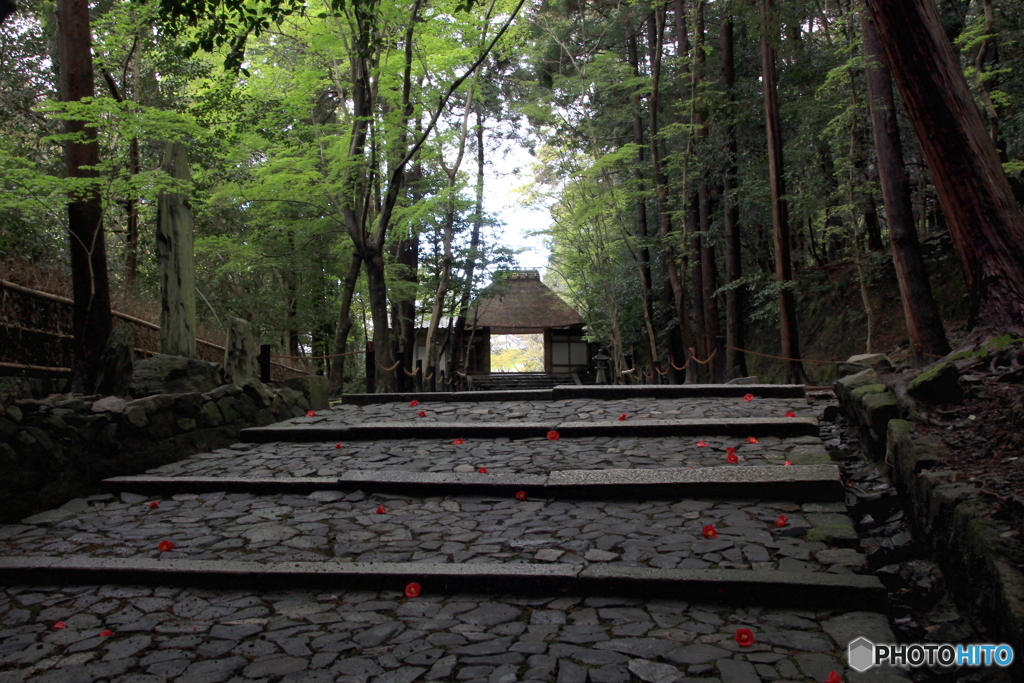 落ち椿1（法然院参道）