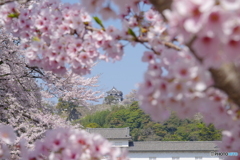 国宝・彦根城の桜7（’22さくら紀行）
