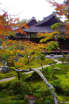 慈照寺銀閣の紅葉1（2020京都紅葉）