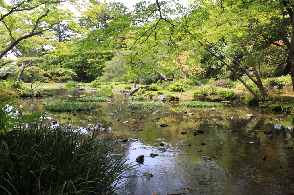 青もみじ（無鄰菴）