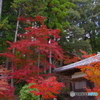 2021京の紅葉（神護寺3）