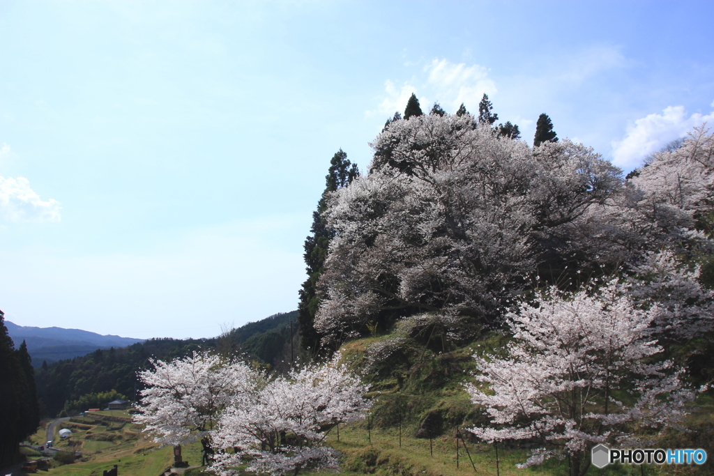 2017桜紀行（佛隆寺）