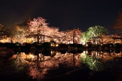 2015・桜めぐり④（東寺　金堂・講堂）