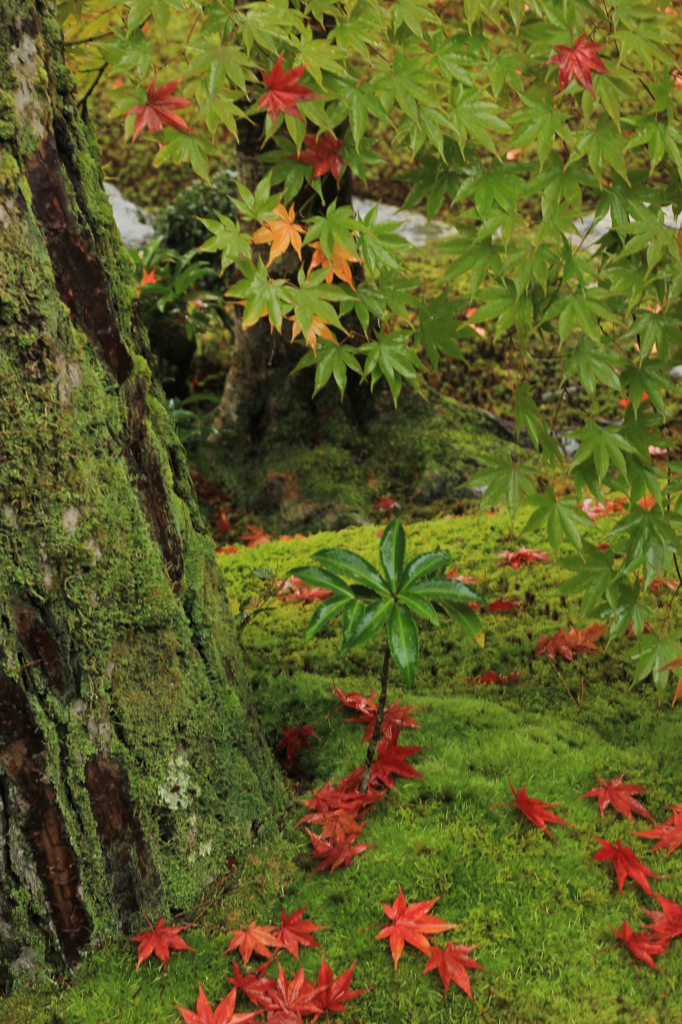 紅葉・ 圓光寺2