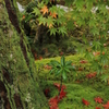 紅葉・ 圓光寺2