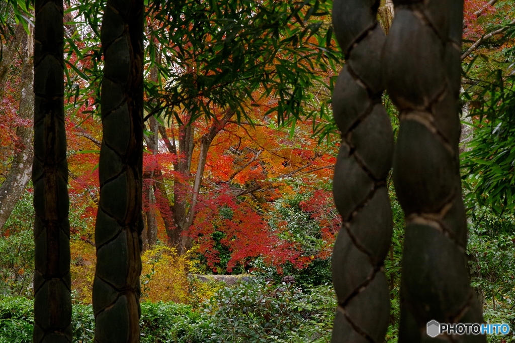 2019紅葉（浄住寺）