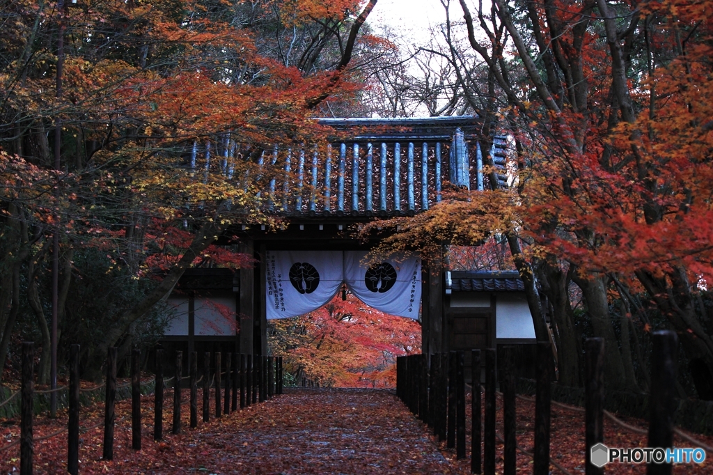 2015紅葉（光明寺3）