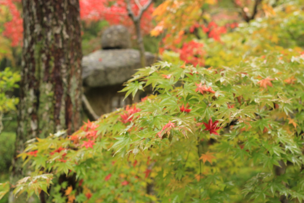 紅葉・ 圓光寺4