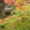 紅葉・ 圓光寺4