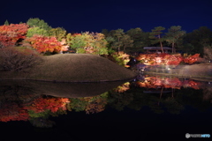 2018紅葉（梅小路公園・朱雀の庭ライトアップ2）