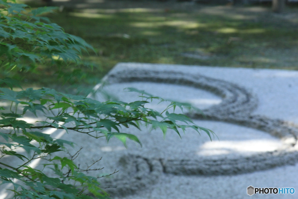 夏の法然院3（青もみじと白砂壇）