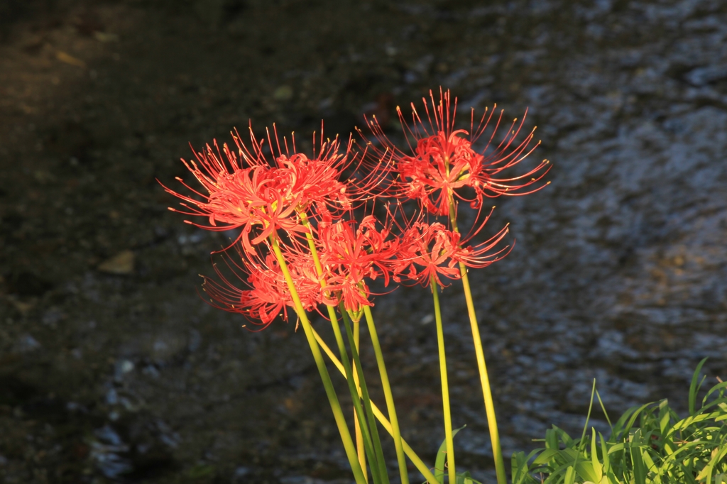 曼珠沙華