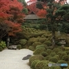 2015紅葉（金福寺1）