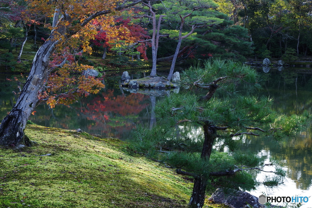 鹿苑寺金閣の紅葉（2020京都紅葉）