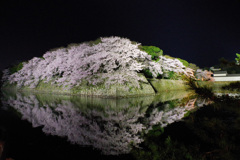 国宝・彦根城の桜4（’22さくら紀行）